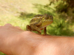 Trioceros sternfeldi