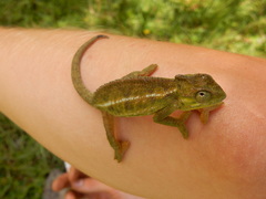 Trioceros sternfeldi