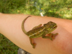 Trioceros sternfeldi