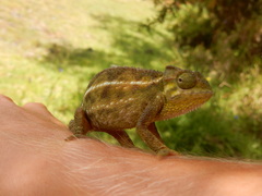 Trioceros sternfeldi