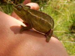 Trioceros sternfeldi