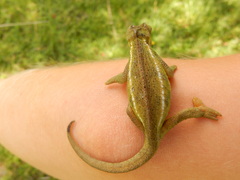 Trioceros sternfeldi