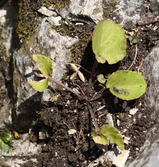 Viola primorskajensis