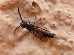 Sapyga quinquepunctata