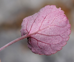 Viola primorskajensis