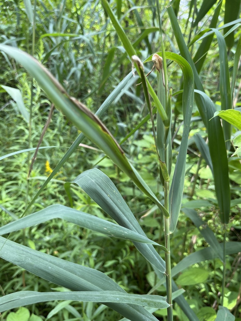 Common Reed Mt common reed from W Lake Rd, Mayville, NY, US on August 8, 2023 at 12:22 ...