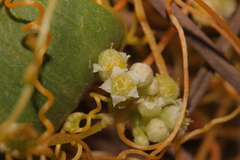 Cuscuta australis