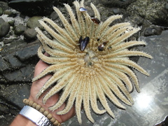 Heliaster helianthus