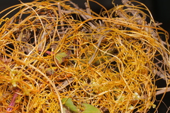 Cuscuta australis