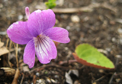 Viola primorskajensis