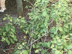 Dalbergia ecastaphyllum