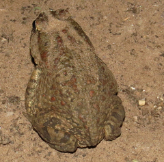 Sclerophrys poweri