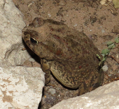 Sclerophrys poweri