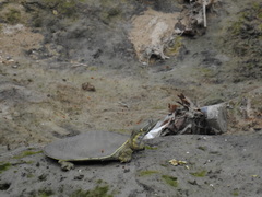 Apalone spinifera pallida