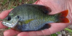 Lepomis macrochirus purpurascens