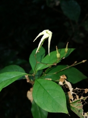 Apocynaceae