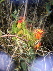 Tristerix longibracteatus