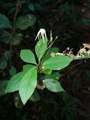 Apocynaceae
