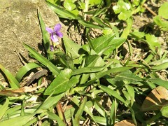 Viola inconspicua nagasakiensis