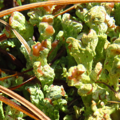 Cladonia subcariosa