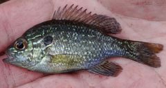 Lepomis marginatus
