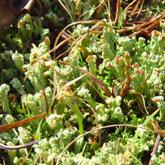 Cladonia subcariosa