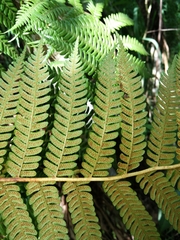 Cyathea cooperi