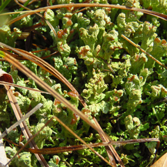 Cladonia subcariosa