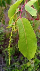 Sclerocroton
