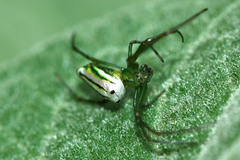 Leucauge