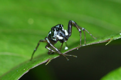 Cosmophasis thalassina