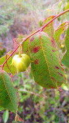 Sclerocroton