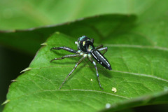 Cosmophasis thalassina