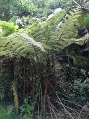 Cyathea cooperi