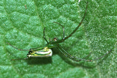 Leucauge