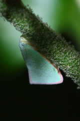 Sanurus