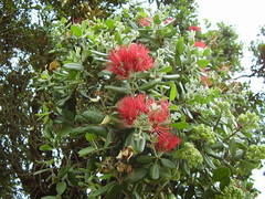 Metrosideros kermadecensis