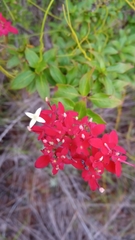 Carphalea