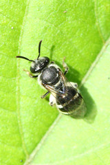 Pachyhalictus