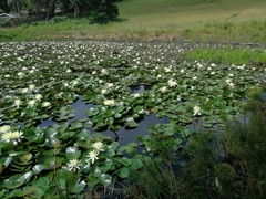 Nymphaea