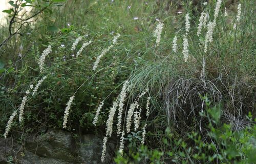 Mélique ciliata 3