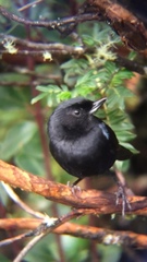 Diglossa lafresnayii