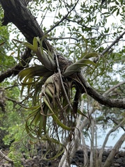 Tillandsia flexuosa image