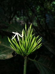 Oxyanthus speciosus