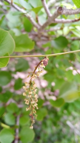 Dioscorea bemarivensis