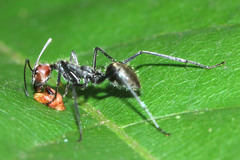 Camponotus singularis