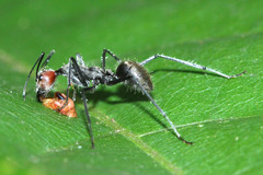 Camponotus singularis