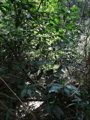 Oxyanthus speciosus