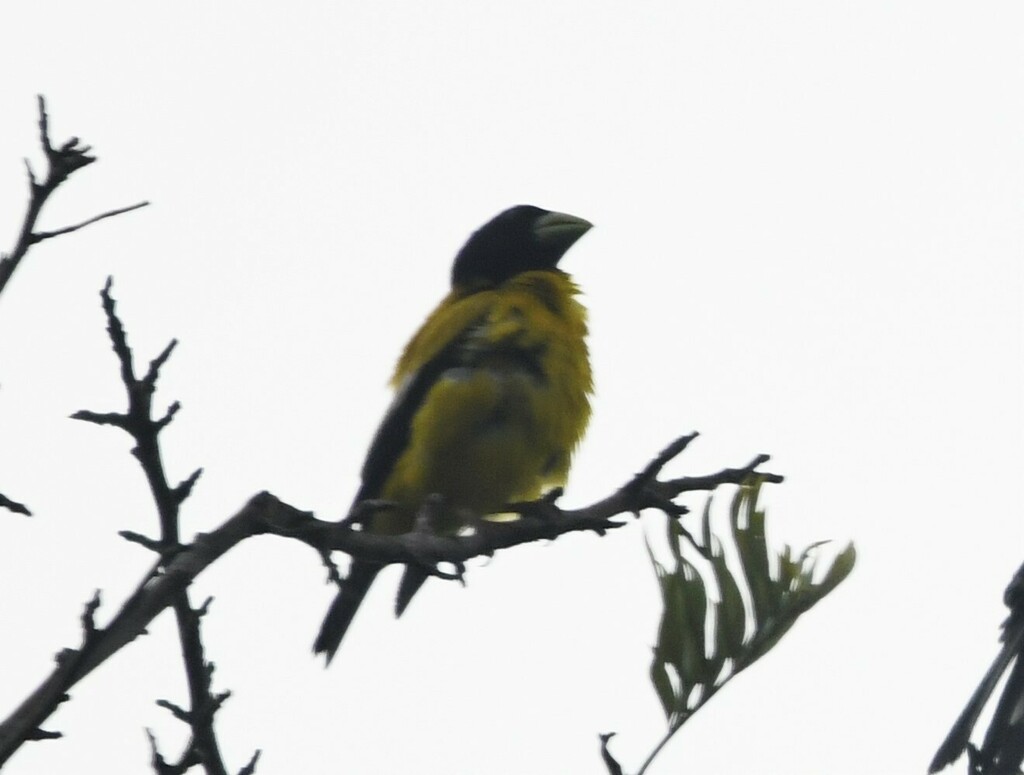 Hesperiphona abeillei pallida
