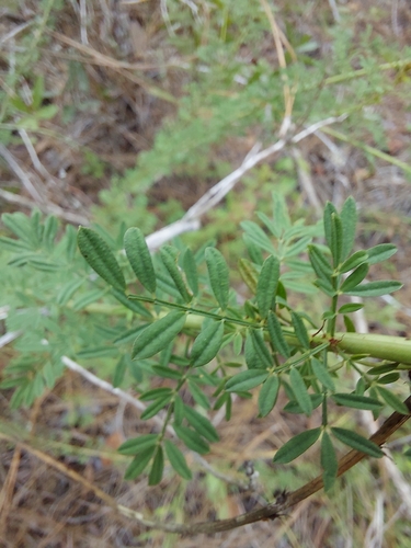 Image of Dalea carnea by (c) Athena Philips, some rights reserved (CC BY)